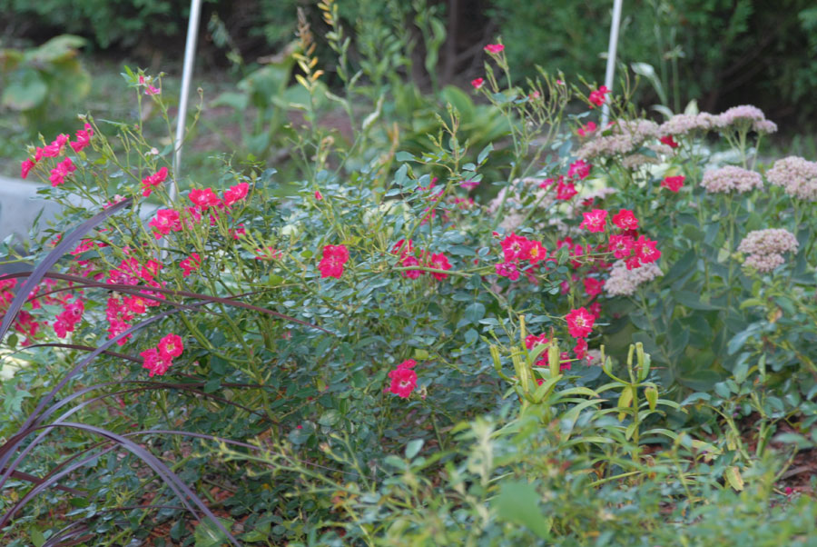 Westchester Muslim Center garden grounds in Mount Vernon, NY
